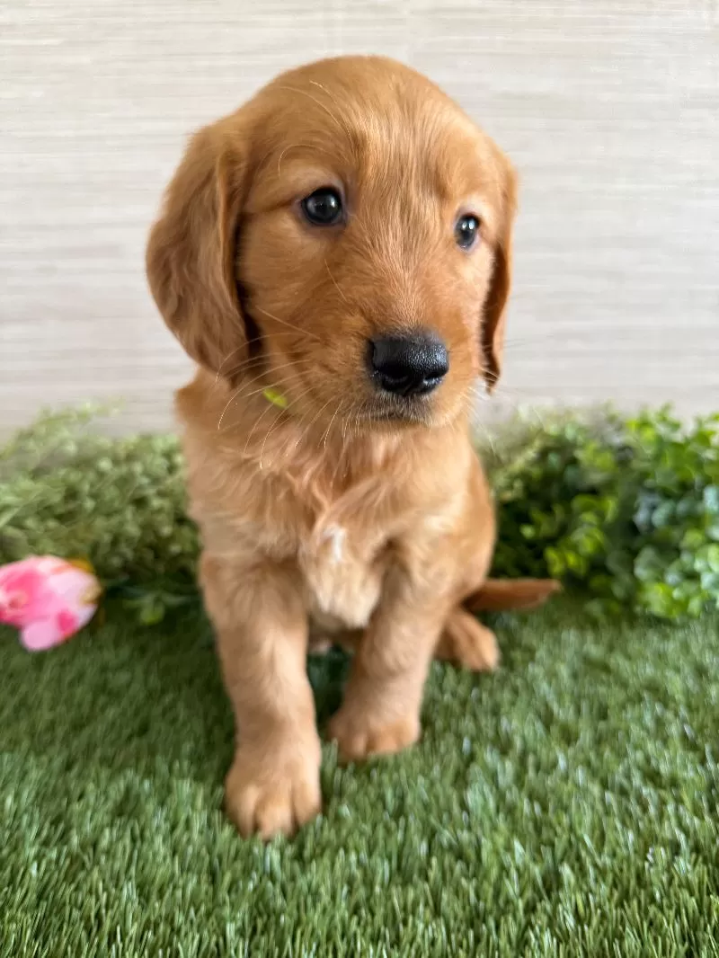 Laya