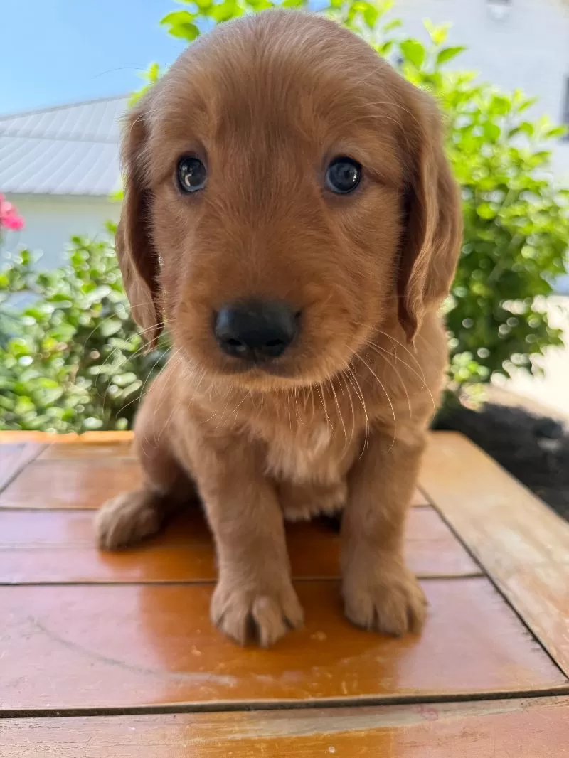 Laya