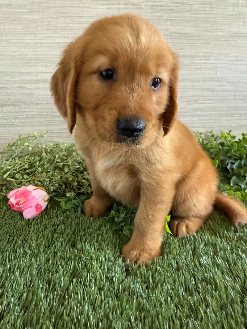 Lola