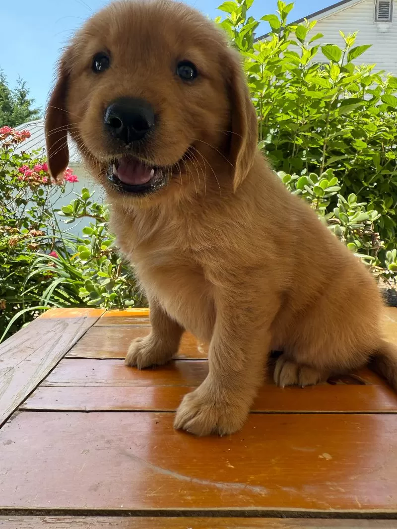 Lola
