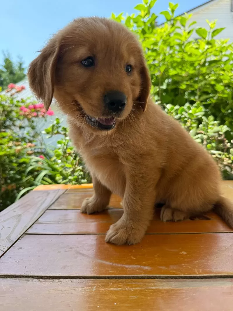 Lola