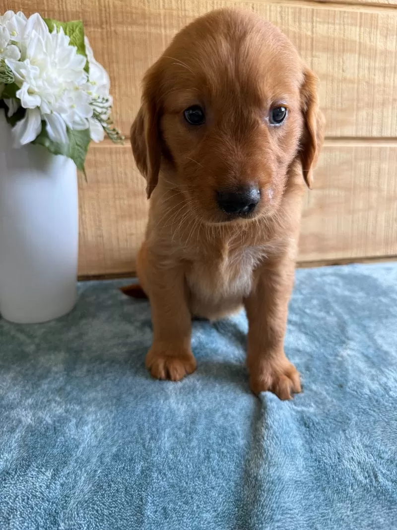 Logan