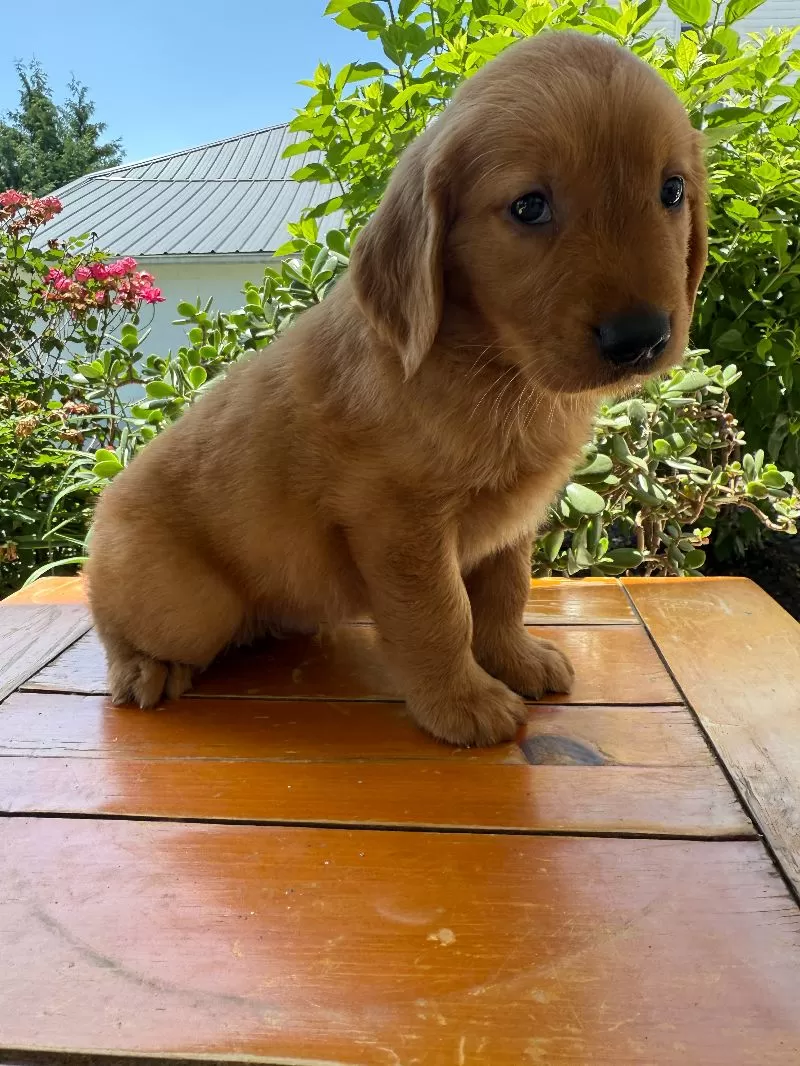 Logan