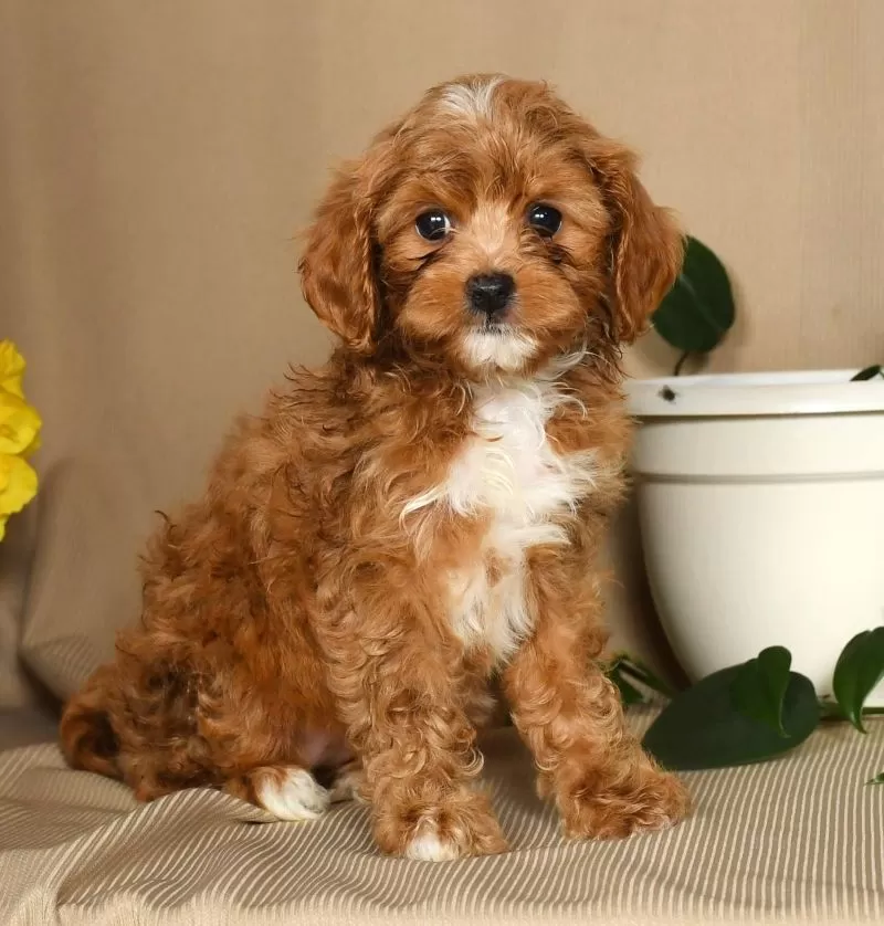 Maggie