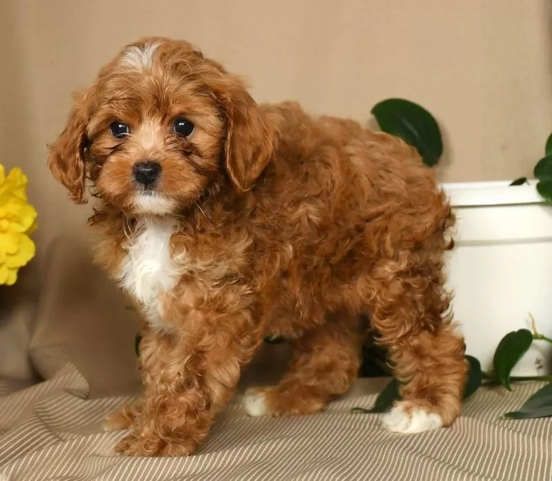 Maggie