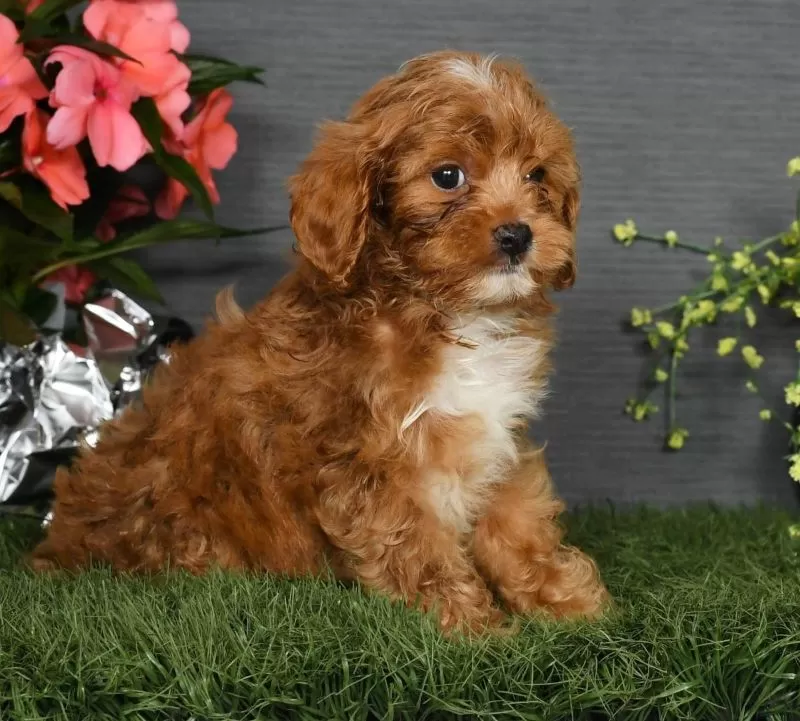 Maggie