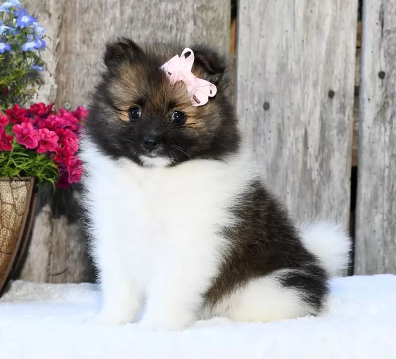 Ivy
