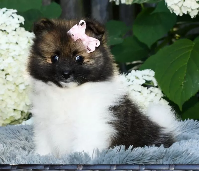 Ivy