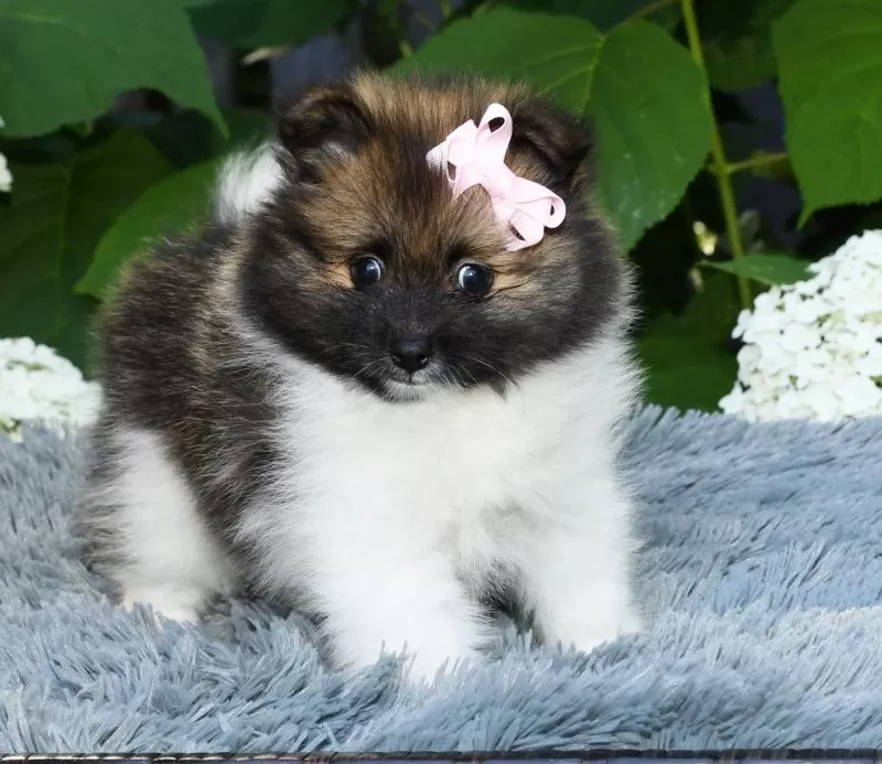 Ivy