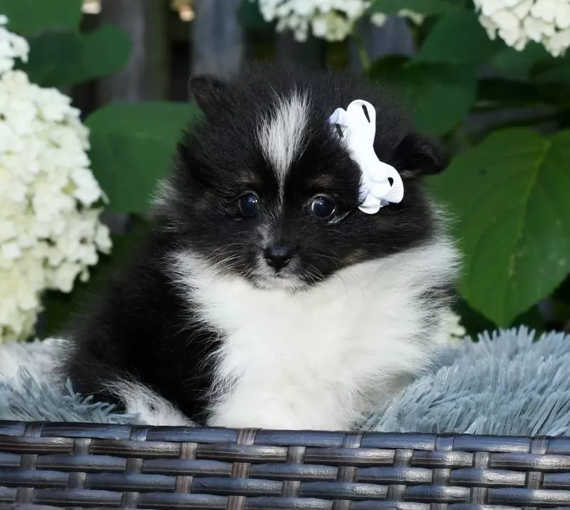 Iris