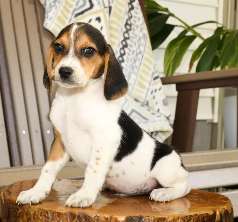 Pablo