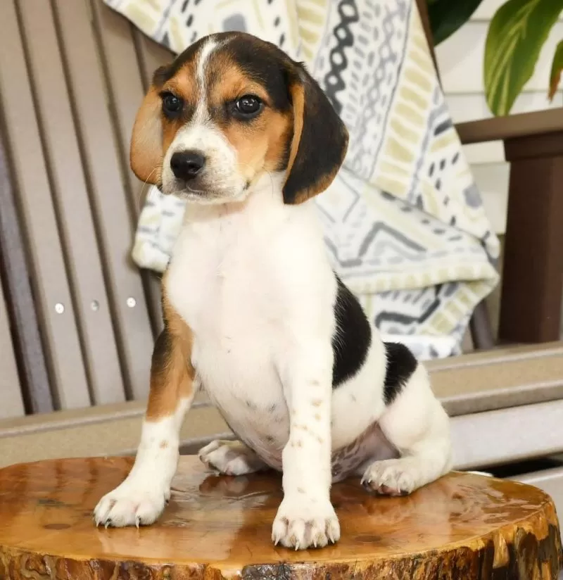 Pablo
