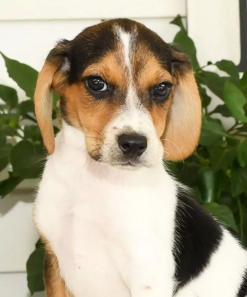 Pablo