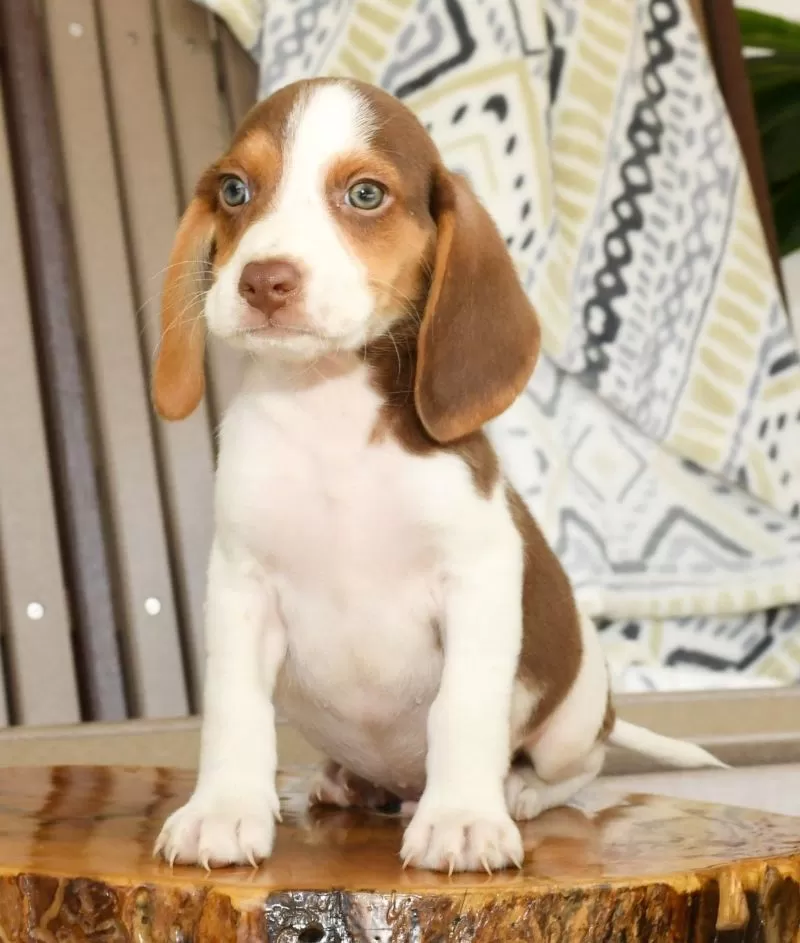 Porter
