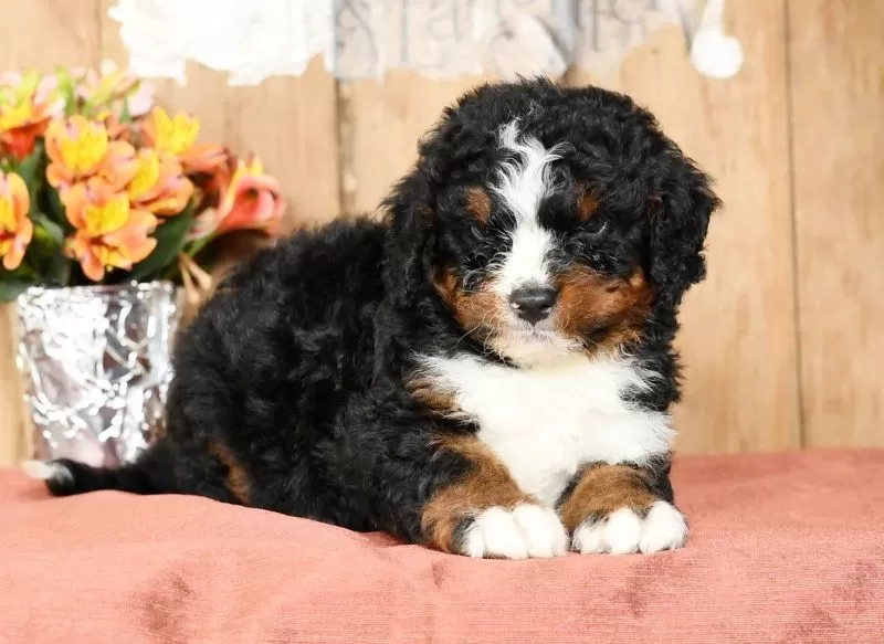 Tatum