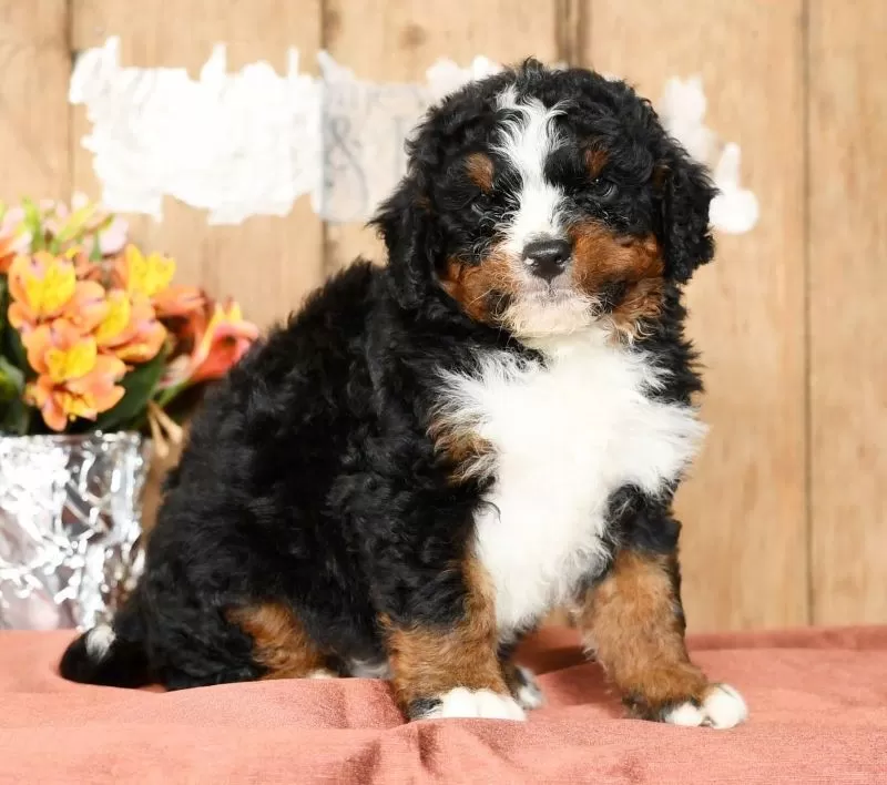 Tatum
