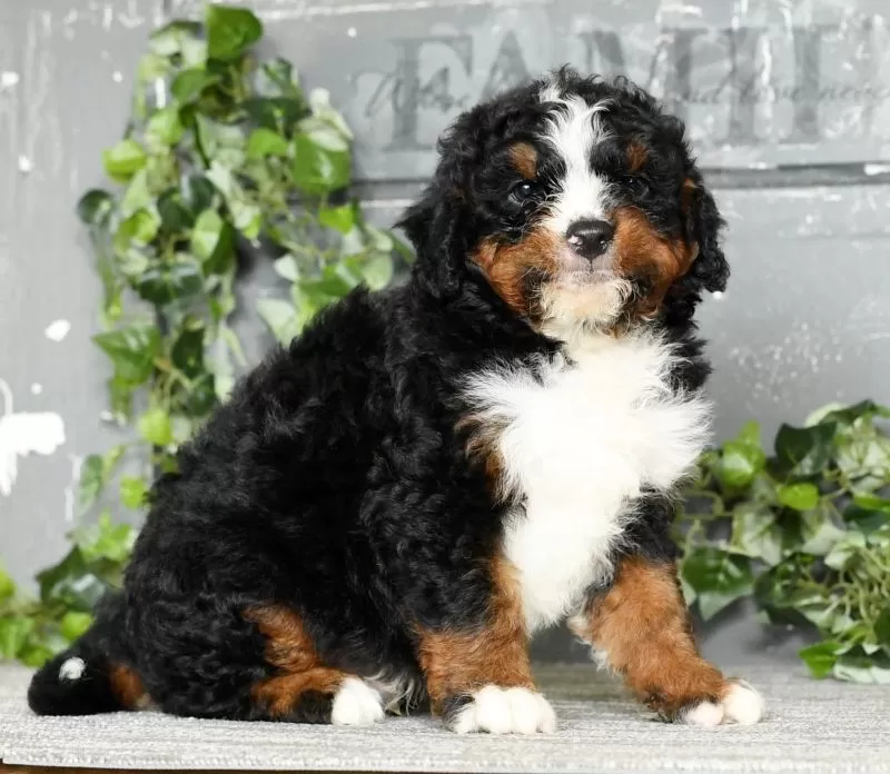 Tatum