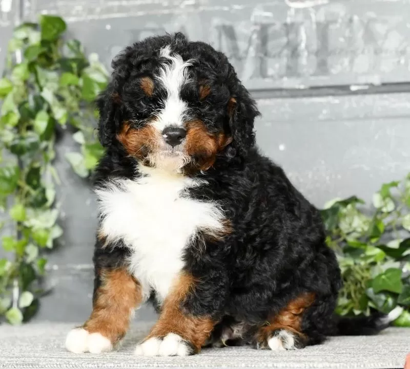 Tatum