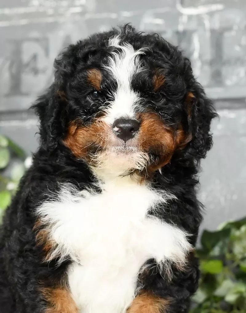 Tatum