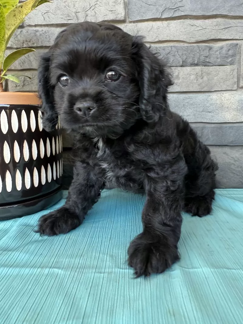 Tina