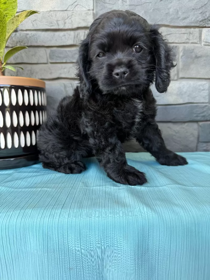 Tina