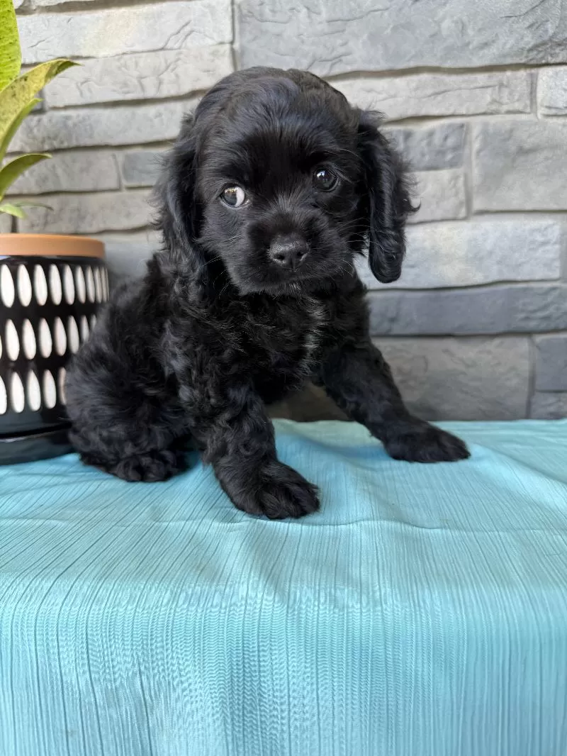 Tina