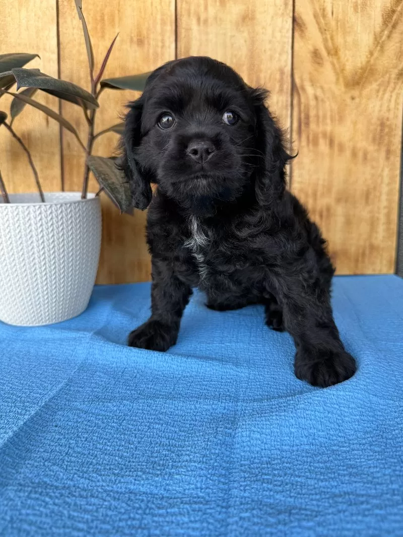 Tina