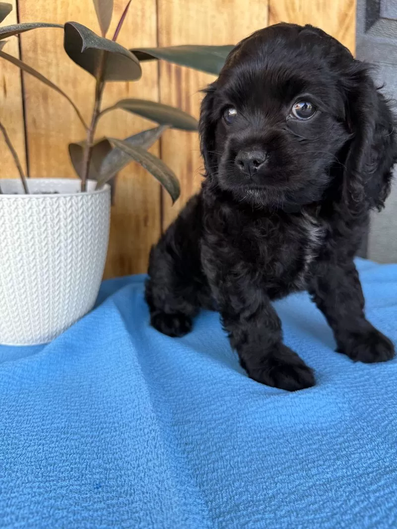 Tina