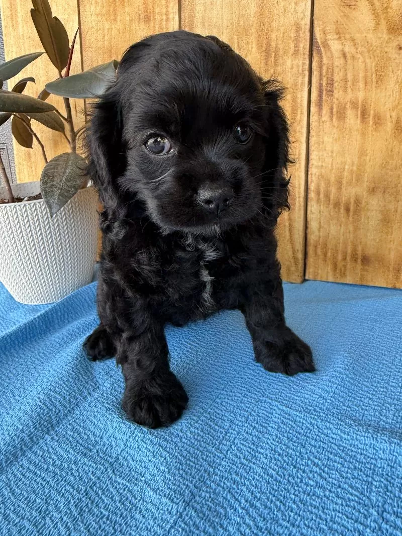 Tina