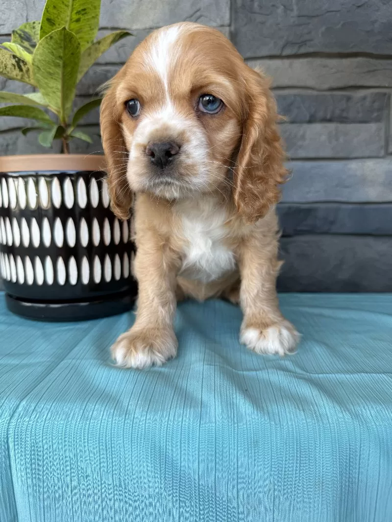 Tasha