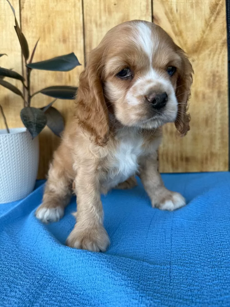 Tasha