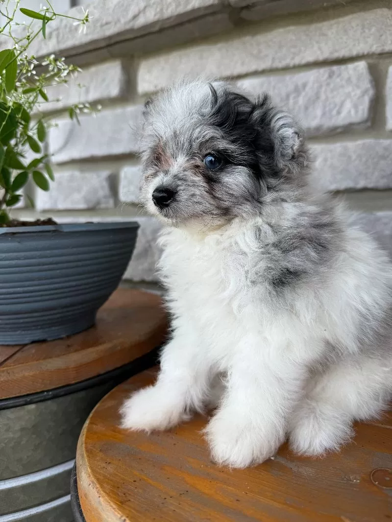 Maverick