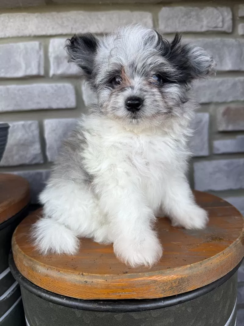 Maverick