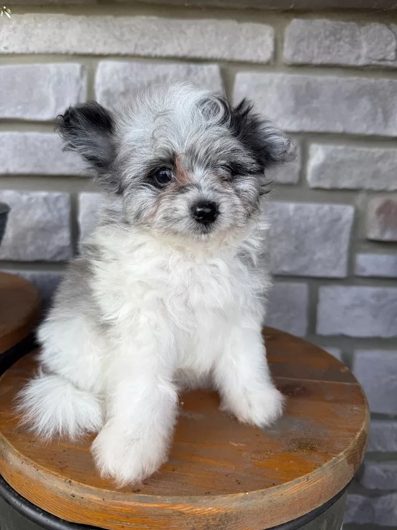 Maverick