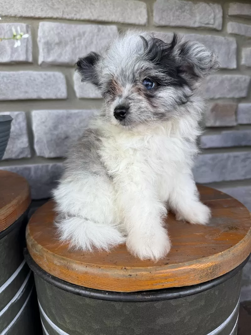 Maverick
