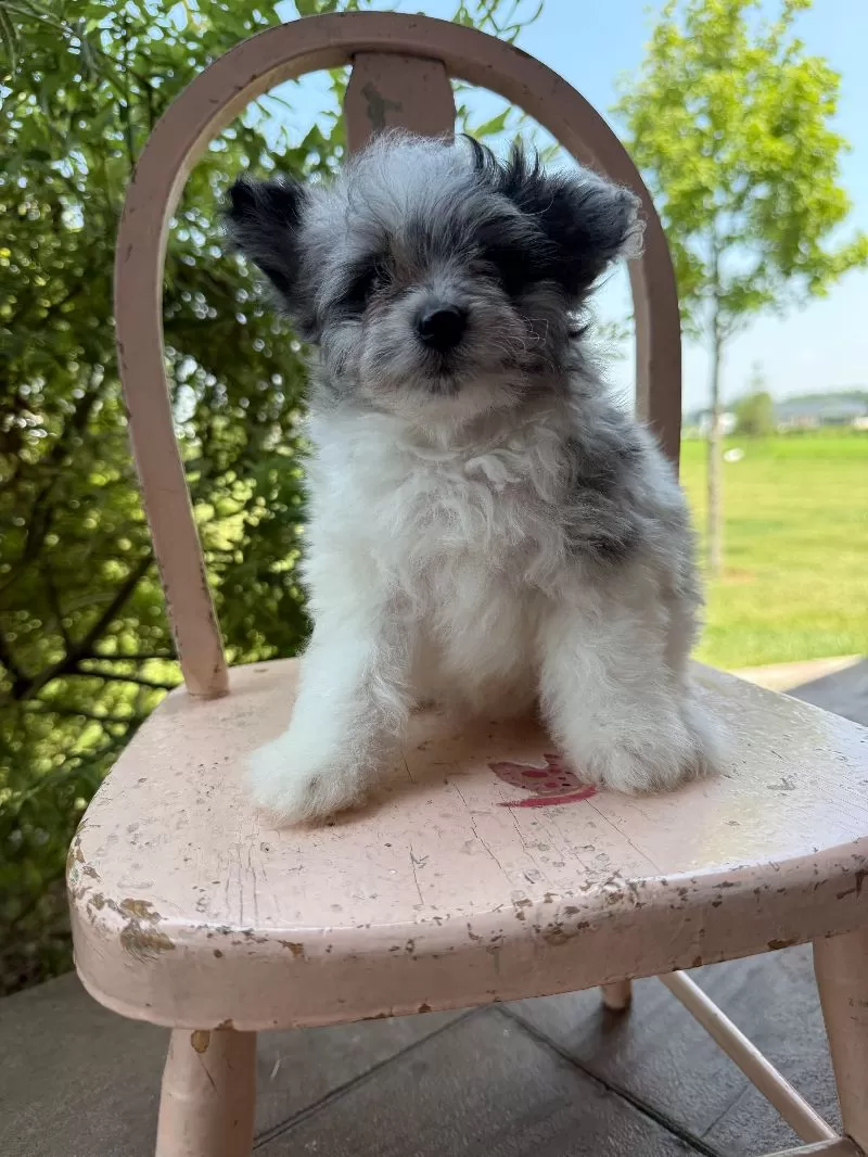 Maverick