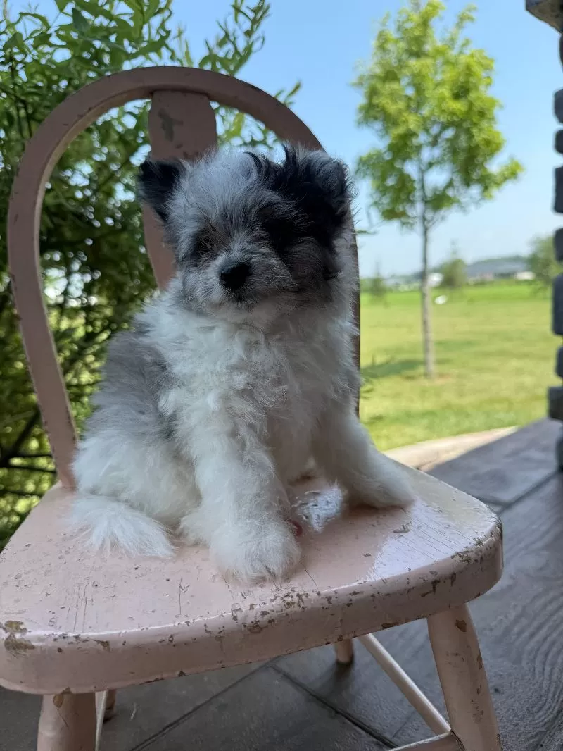 Maverick