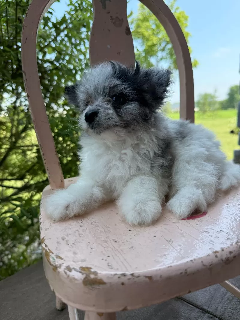 Maverick