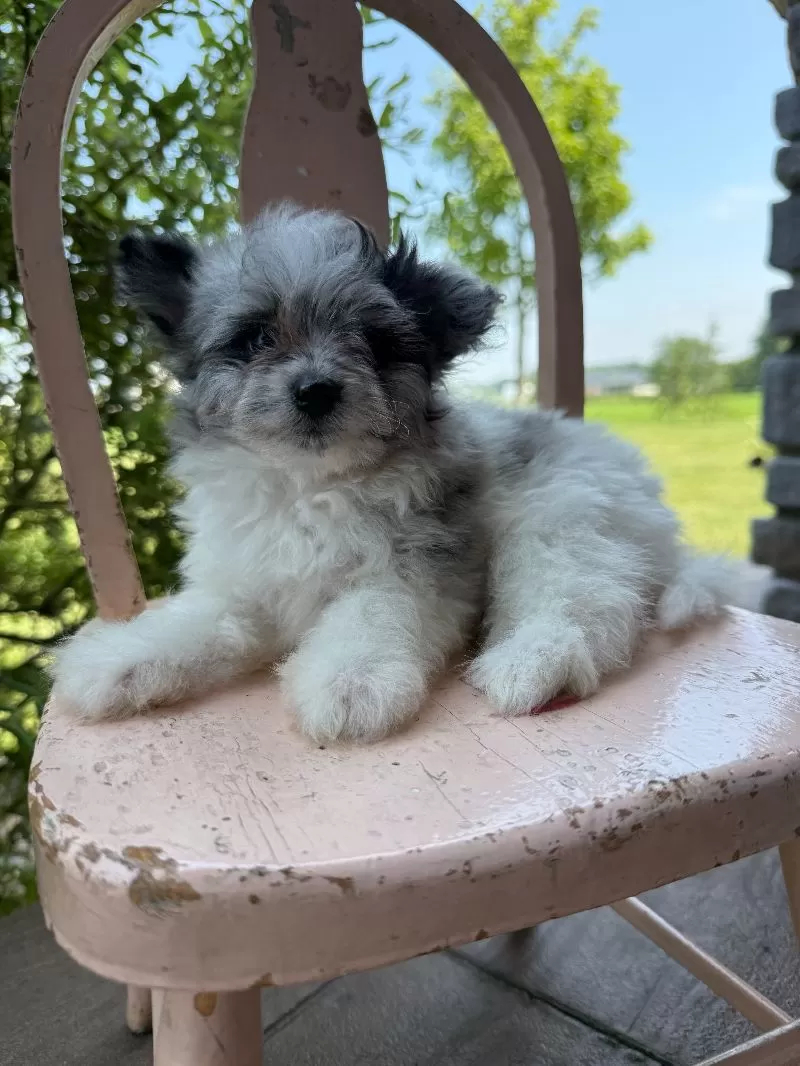 Maverick