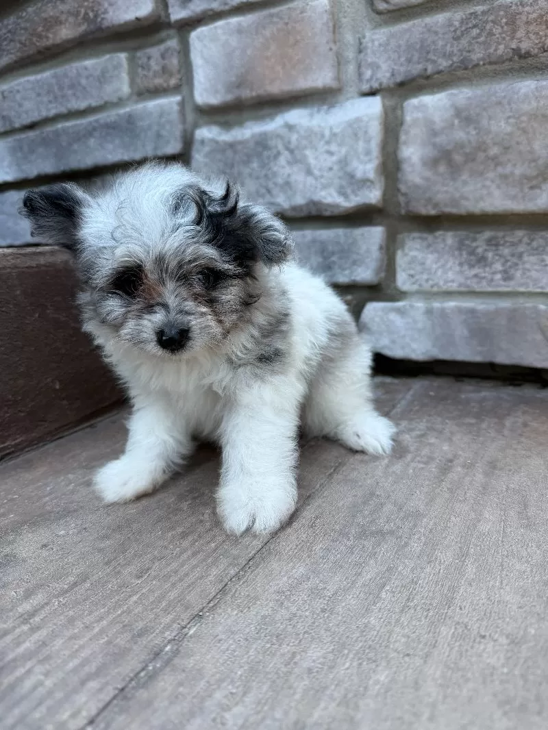 Maverick