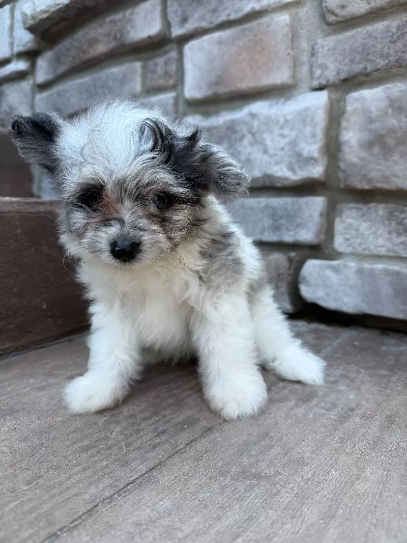 Maverick