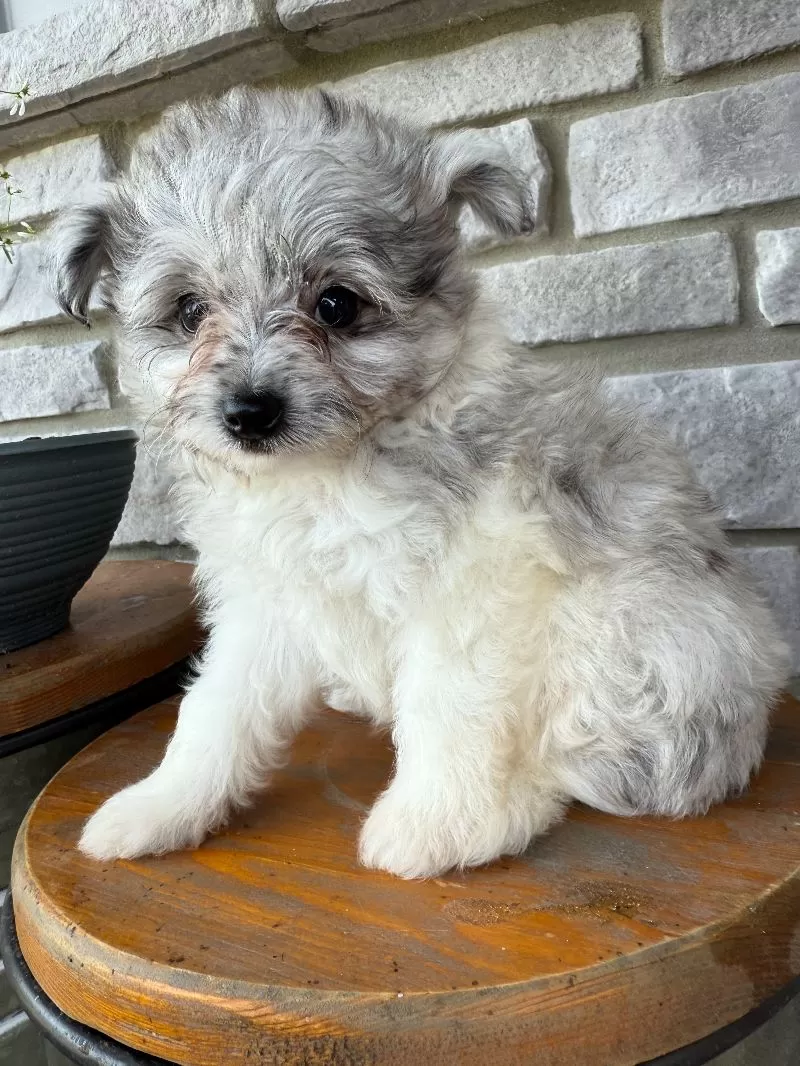 Mason