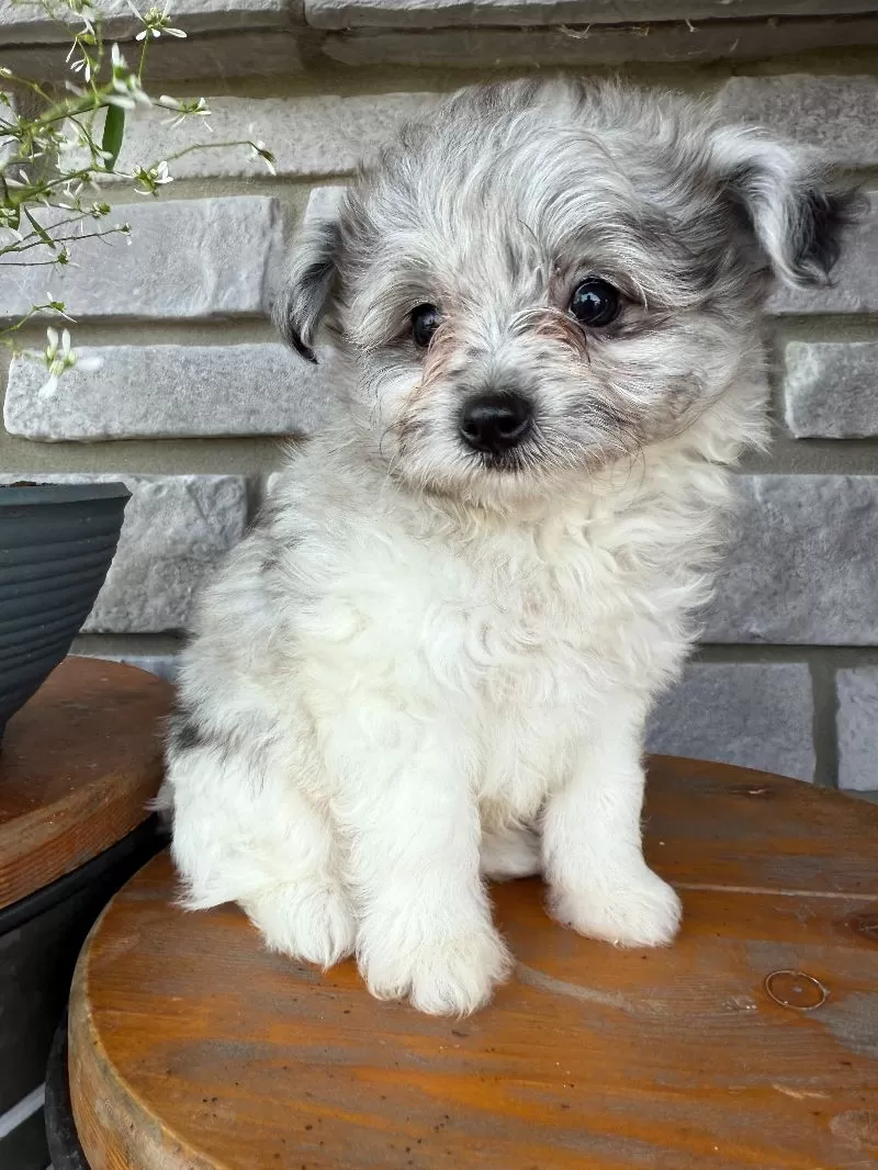 Mason