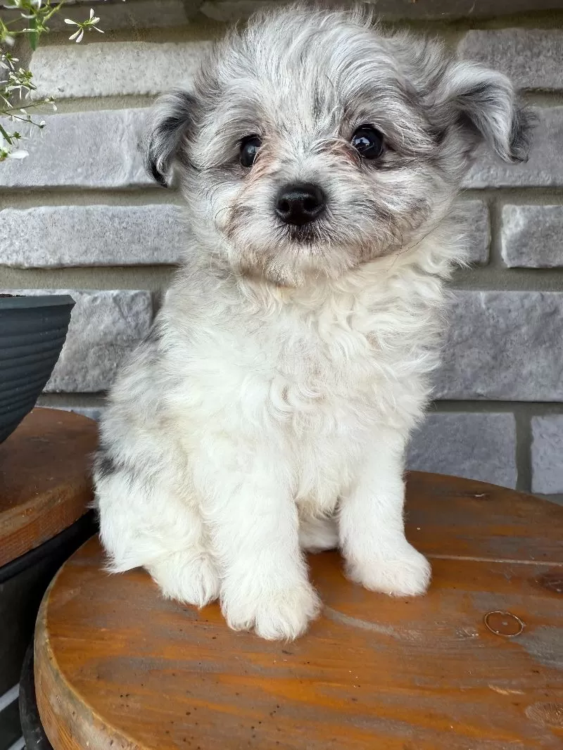 Mason