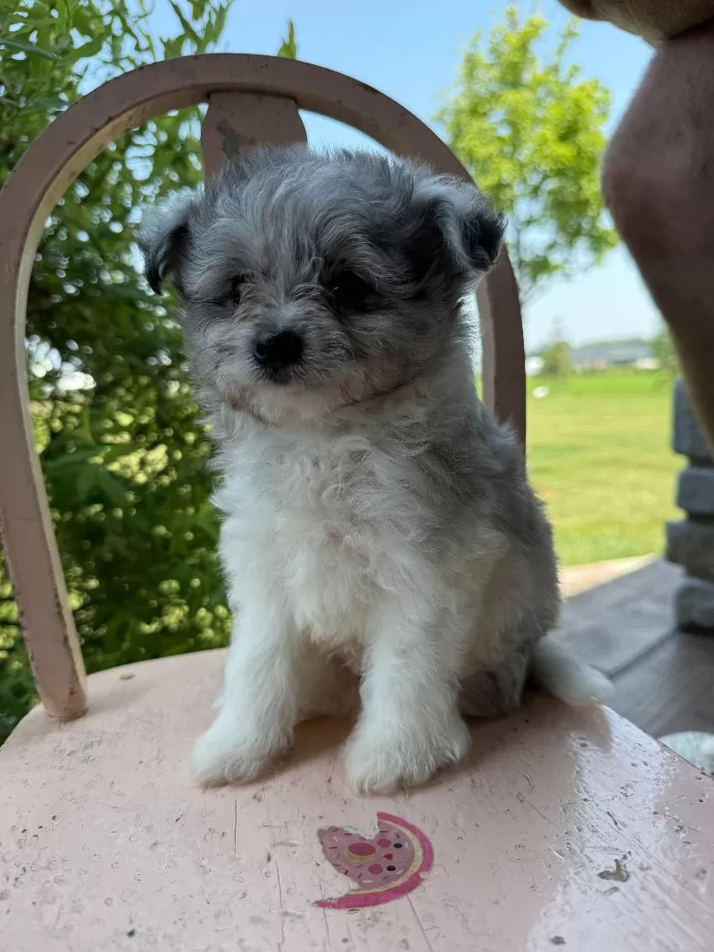 Mason