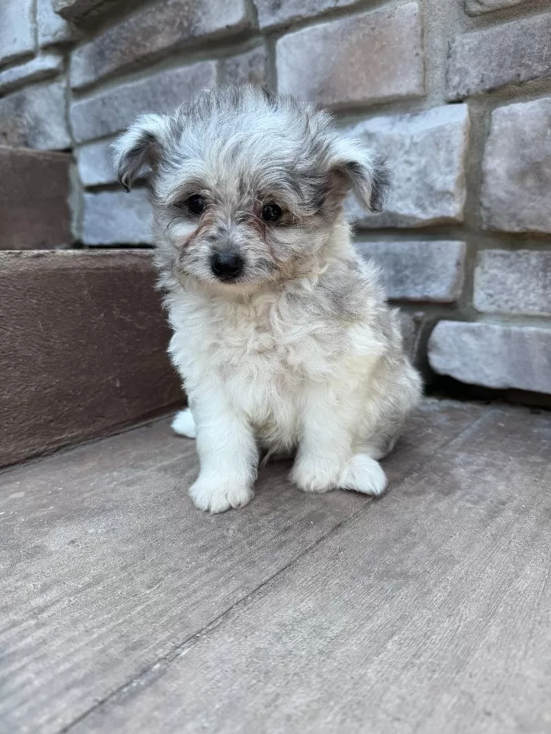 Mason