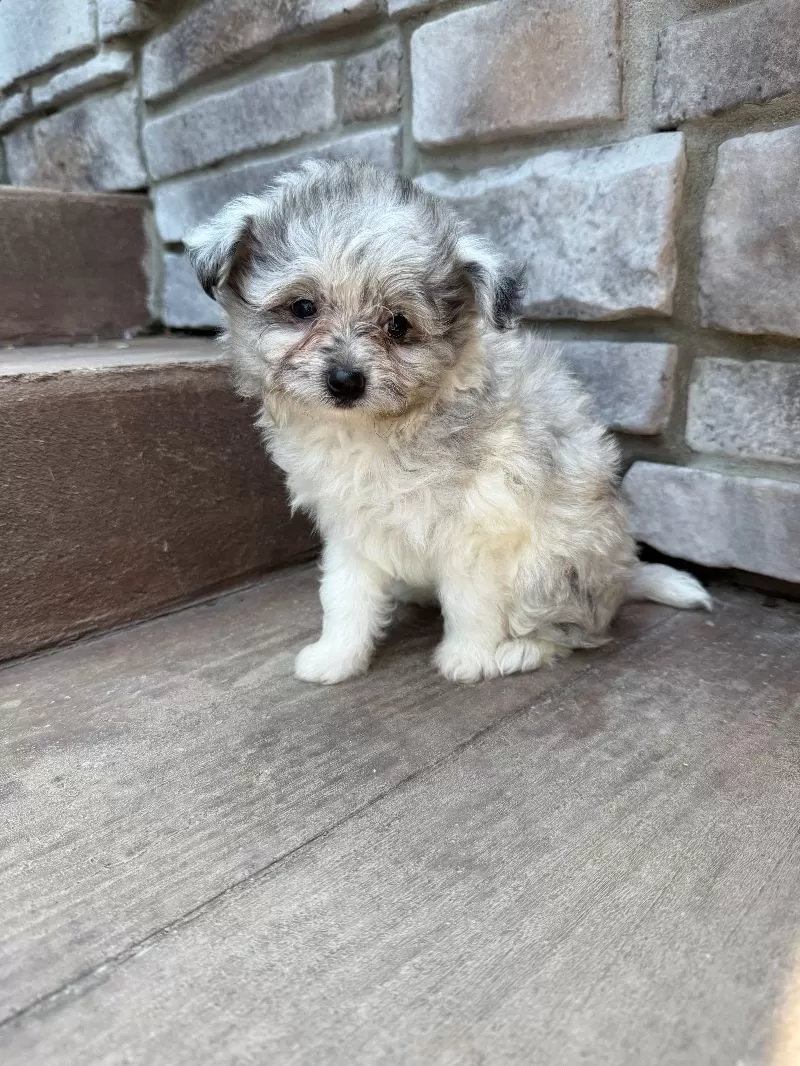 Mason