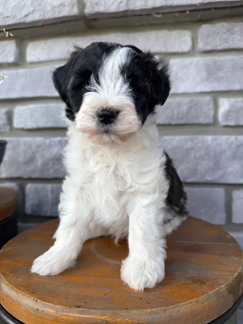 Elliott