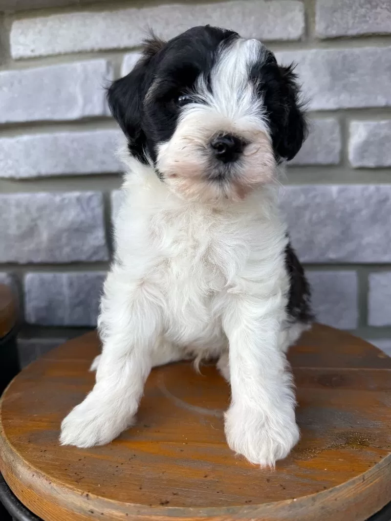 Elliott