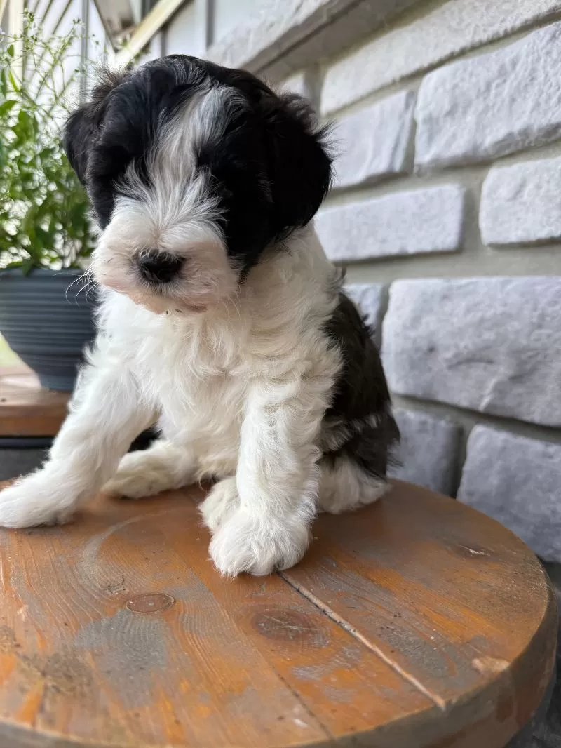 Elliott